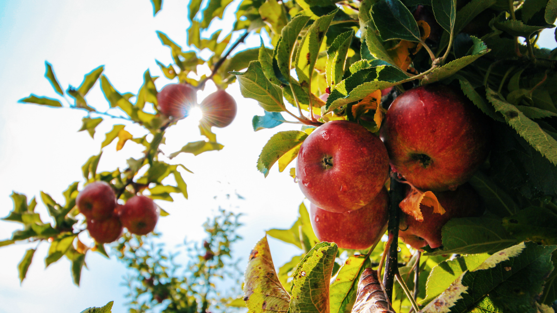 Schools in and it's time to think about what you'll do during Fall Break. We've got 8 ideas for fun Fall Break Getaways that will get your family outside. Read them at ouradventuringfamily.com.