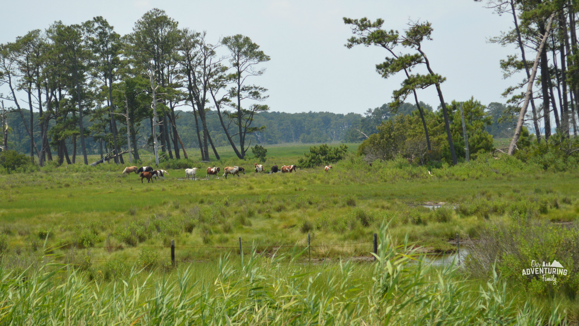 Looking for fun and free (or nearly free) things to do in Assateague and Chincoteague? We found several activities the whole family will enjoy on our recent trip to the Eastern Shore. Read more at ouradventuringfamily.com.