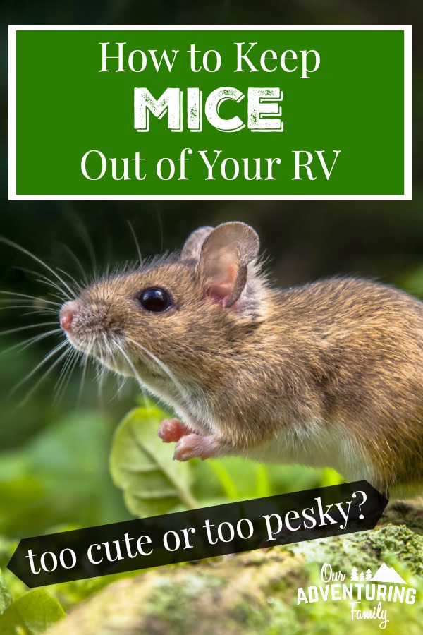 There's not much worse than finding mouse poop or nests in your RV. But how to keep mice out of your RV? Keep reading ouradventuringfamily.com to find out what we suggest.