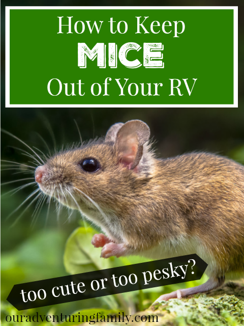 There's not much worse than finding mouse poop or nests in your RV. But how to keep mice out of your RV? Keep reading ouradventuringfamily.com to find out what we suggest.